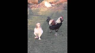 Chant de coq avec collier antichant 1er réglage [upl. by Erich]