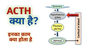 ACTH test  ACTH Test Procedure [upl. by Newsom]