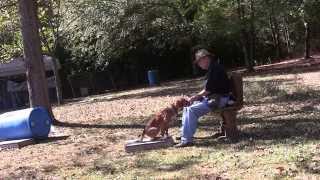 Flushing Dog Training Positive Reinforcement Flushing Dog Gilley 10 20 15 [upl. by Ashlin345]