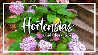 Hortensias  Cuidados y tips [upl. by Durno285]