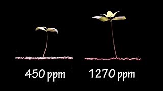 More CO2 is GOOD for Earth  Seeing is Believing  Time Lapse Video of 2 Plants Growing [upl. by Seyah]