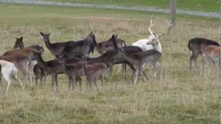 Fallow Buck Rutting [upl. by Animor]