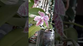 Долгожданный цветочек🥳Орхидея phal Hieroglyphica orchid gardenflowers дача орхоманияорхидеи [upl. by Raines]