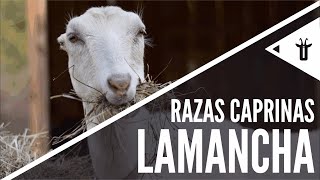 LaMancha  Razas caprinas [upl. by Albie337]