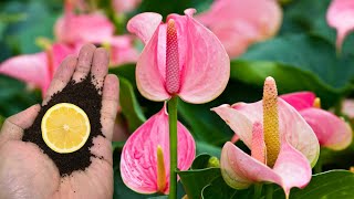 Just Sprinkle 1 Spoon Even The Weakest Anthurium Will Bloom Immediately [upl. by Avah]