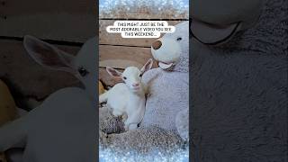 Watch the cutest video with our rescue babygoat snuggling with his big teddy bear❤️🐐🧸 soadorable [upl. by Atrice]