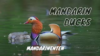 Mandarin Duck Aix galericulata  Drake hesitates Mating [upl. by Sisxela473]