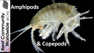 Amphipods and Copepods at night in reef tank [upl. by Romulus]