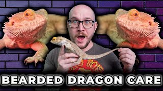 Complete Bearded Dragon Care Guide  Everything You Need To Know in 2023 [upl. by Hettie126]