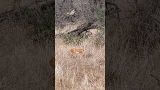 Meet the steenbok 🦌 africananimals wildlife photography [upl. by Yelrac]