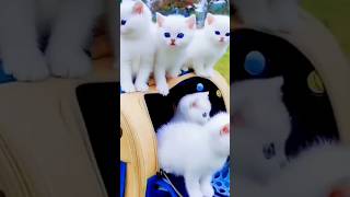 cat video viralvideo [upl. by Aryamoy]