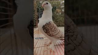 ll pigeon🤩 status 🕊️ll 2k 4k best pigeon tips pigeon homingpigeons pigeonsupplies gamepigeon [upl. by Ettedo]