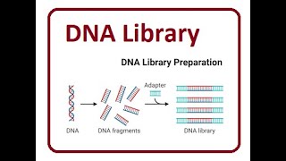 DNA and Genomic Library  2024 [upl. by Nylirehs547]