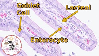 Small Intestine Histology  Easily Digestible [upl. by Aspia294]