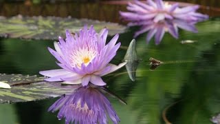 NÉNUPHAR FLEUR AQUATIQUE POUR VOTRE BASSIN CHOIX ET CONSEILS DE CULTURE [upl. by Lissi]