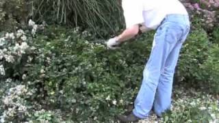 GroundcoverCarpet Roses  Maintenance [upl. by Skilken]