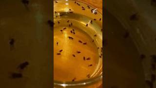 The Secret to Catching Flies Apple Cider Vinegar Trap [upl. by Lurlene]