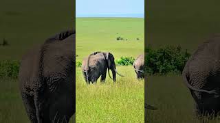 Tusker Bull Elephant Spotted In Maasai Mara  Wildlife ShortsAfrica YouTubeCreatorCommunity [upl. by Norward381]