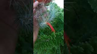 Tillandsia funckiana [upl. by Hepza]