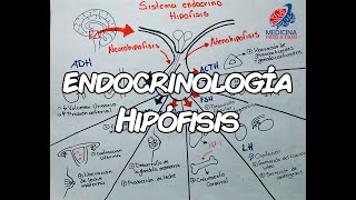 Endocrinología Hipófisis GENERALIDADES [upl. by Eladroc]