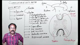 White matter of Cerebrum Part1Introduction to CNS Association fibers Commissural fibers [upl. by Jordans]