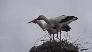 Vroege Vogels  Klepperende ooievaars [upl. by Ientruoc]