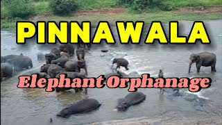 Pinnawala Elephant Orphanage In Sri Lanka 🇱🇰 🇱🇰 shorts top travel [upl. by Alesig610]