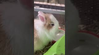 Rabbit 🐇 Lionhead Rabbit viral youtubeshorts breed [upl. by Naves191]