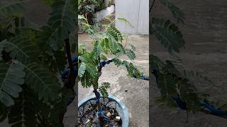 তেঁতুল গাছের বনসাই 🔥shortsvideo bonsai garderningtips ytshorts [upl. by Alemac48]