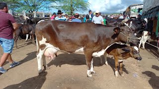 FEIRA DE GADO EM CAMPINA GRANDEPB 13032024 [upl. by Birdt]