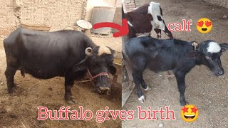 Neli Ravi Buffalo gives birthBuffalos for sale Maweshi Mandi RatesCow Mandi Punjab Pakistan [upl. by Cavanagh830]