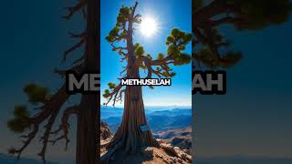 Meet Methuselah The Tree That Saw 5000 Years of History Shorts [upl. by Cookie]