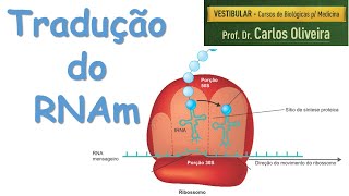 Tradução do RNAm [upl. by Kerek]