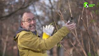 Rückschnitt von Ziersträuchern im Winter  Gartentipps von Volker Kugel  wwwgrünzeugtv [upl. by Ahseya]