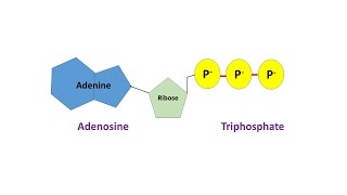 Structural Representation of a Nucleotide ATP and Functions of a Nucleotide [upl. by Atteras]