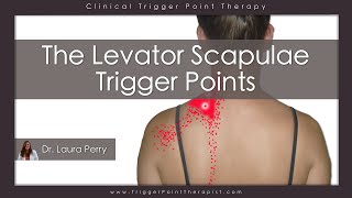 The Levator Scapulae Trigger Points [upl. by Ayote]