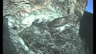 Habichtsadler Bonelli eagle in Spainavi [upl. by Ardnaid]