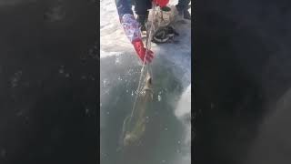 Ice fishing  Fishing in Ice Hole​ Get a Lot of Fish  68 [upl. by Rosalyn868]