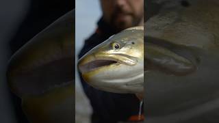 Meerforelle vom Feinsten🤩 short fliegenfischen bigfish fishing [upl. by Hook]