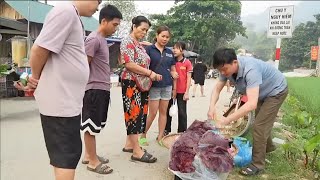 Man lives alone taking care of wild boars and selling pork Robert  Green forest life [upl. by Mechling]