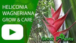 Heliconia wagneriana  grow amp care Lobster claws plant [upl. by Malilliw]