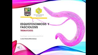 PrÃ¡ctica Trematodos Esquistosomiosis y Fasciolosis MHO [upl. by Zinck]