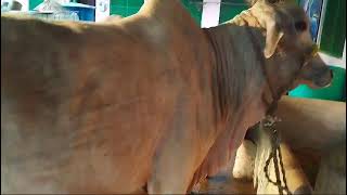 Ongole good quality cow for sale  7013995429 [upl. by Zabrine]