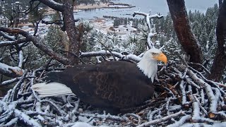 FOBBV CAM🦅Let It Snow❄️Mating Nest Visits amp Pancakes🥞20240120 [upl. by Hotze50]