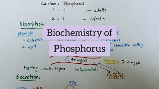 Phosphorus  Sources Functions Absorption Excretion  Biochemistry of Minerals [upl. by Enale]