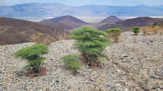 43 Death Valley  Lone Pine to Stovepipe Wells California  California road trip [upl. by Ullman]