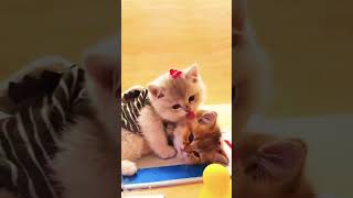 Valentines Day Cat Heart Couple Hoodie  Cute amp Cozy Gift for Lovebirdsyoutubeshorts shortvideos [upl. by Itnahsa]