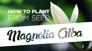 How to plant Magnolia Alba from seed 5 easy steps [upl. by Odessa]