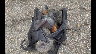 Rescuing an orphan flyingfox this is Sultana [upl. by Clementis136]