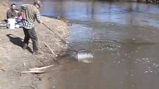 Sucker fishing on the Rifle River MI [upl. by Aramal532]